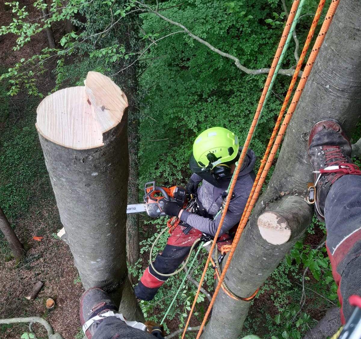 arborist tree care rope forest